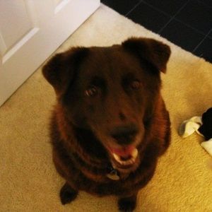 Meet your Posher, Sam